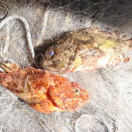 Buki * Ploce (Dubrovnik-Neretva)